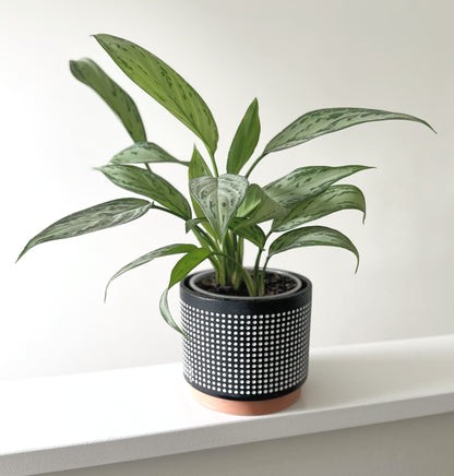 Trondheim pot black 12cm_Rainbow (2)_edited.jpg