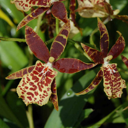 ?!label-Indicative photo