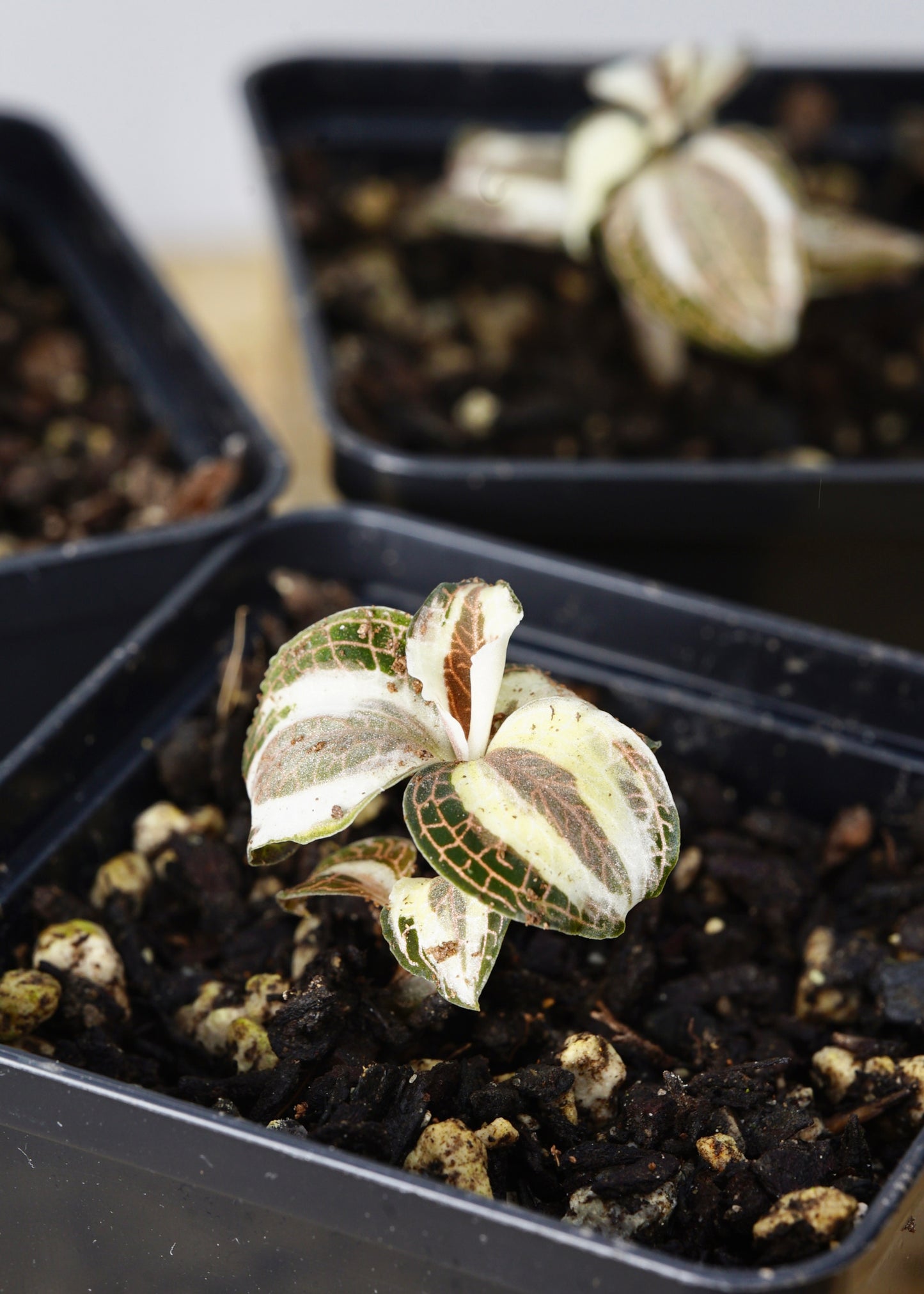 ?!label-Indicative photo