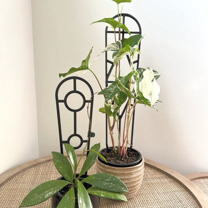 Plant Support trellis black 30 45 (4)_edited.jpg