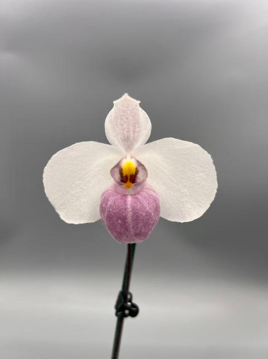 ?!label-Indicative photo