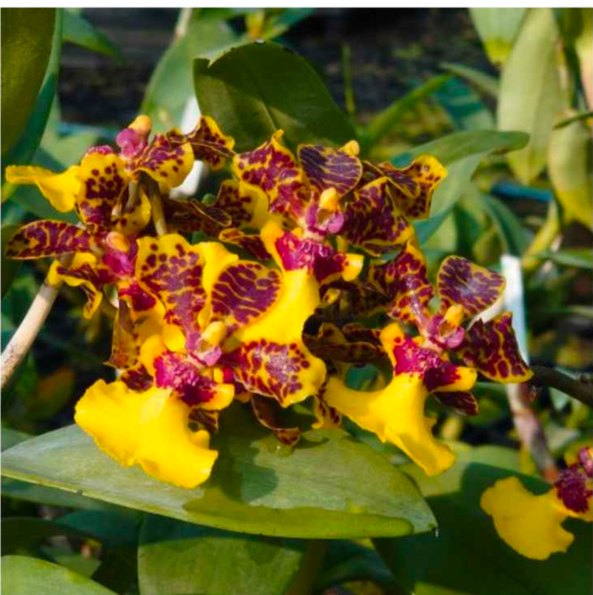 ?!label-Indicative photo