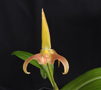 Bulbophyllum-lobbii-20b.jpg