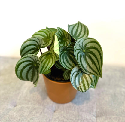 watermelon peperomia 14 (1)_edited.jpg