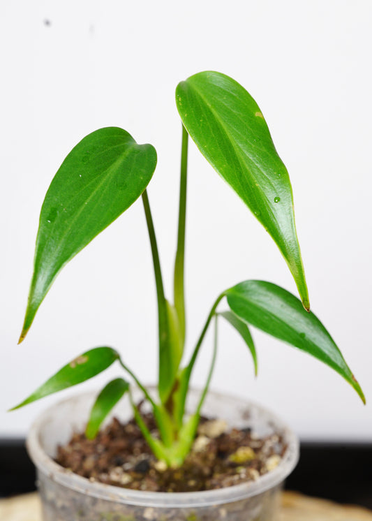 ?!label-Indicative photo