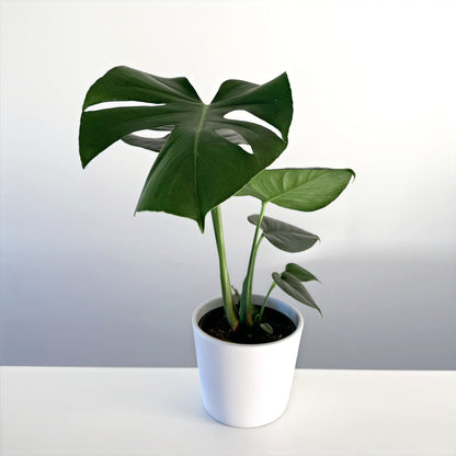 Monstera deliciosa 14cm (2)_edited.jpg