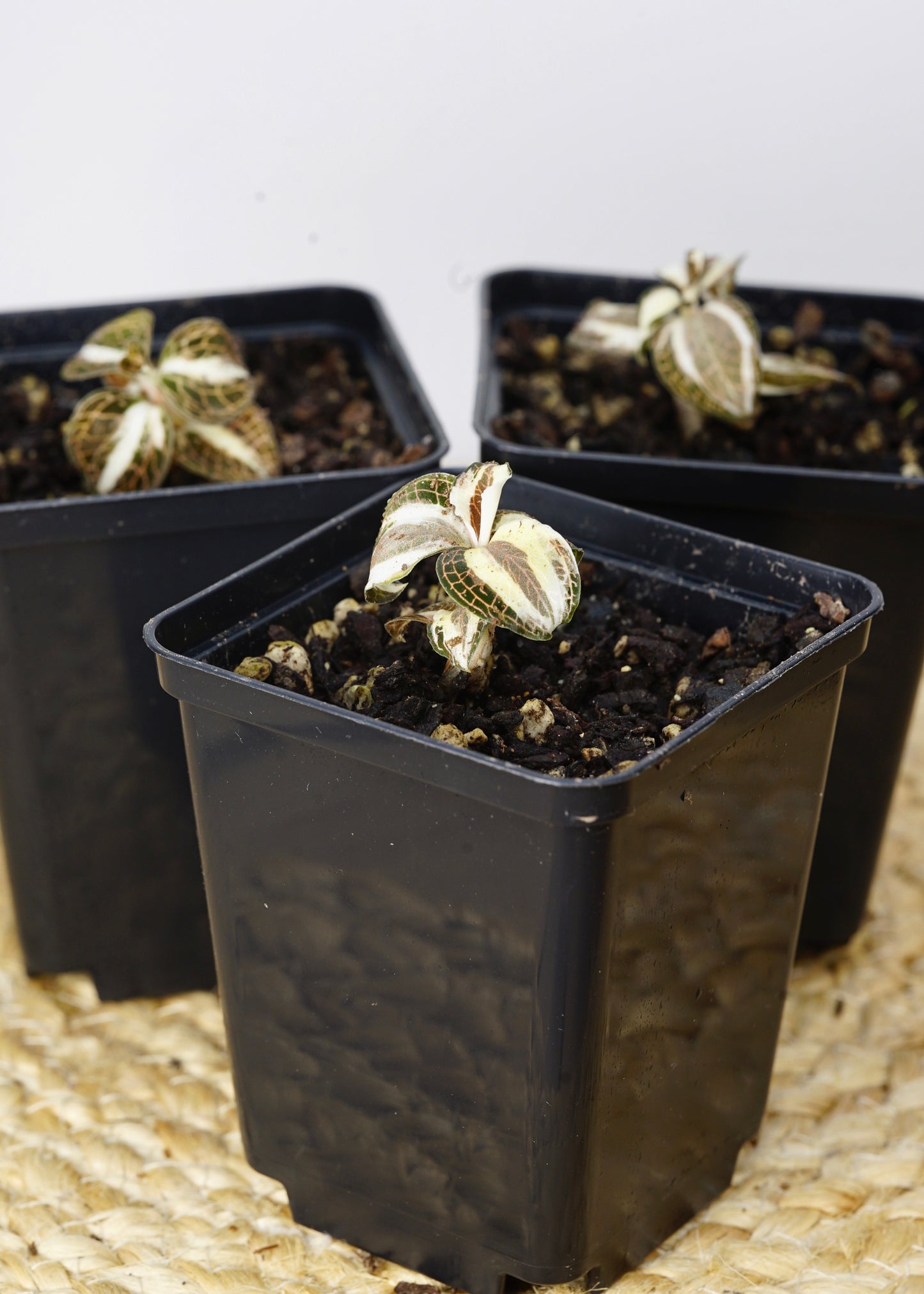 ?!label-Indicative photo