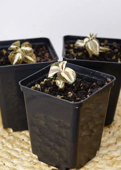 ?!label-Indicative photo