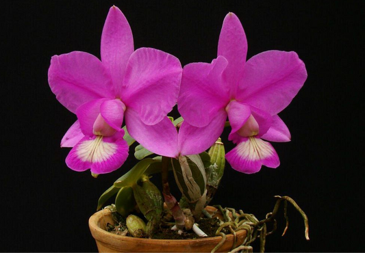 ?!label-Indicative photo