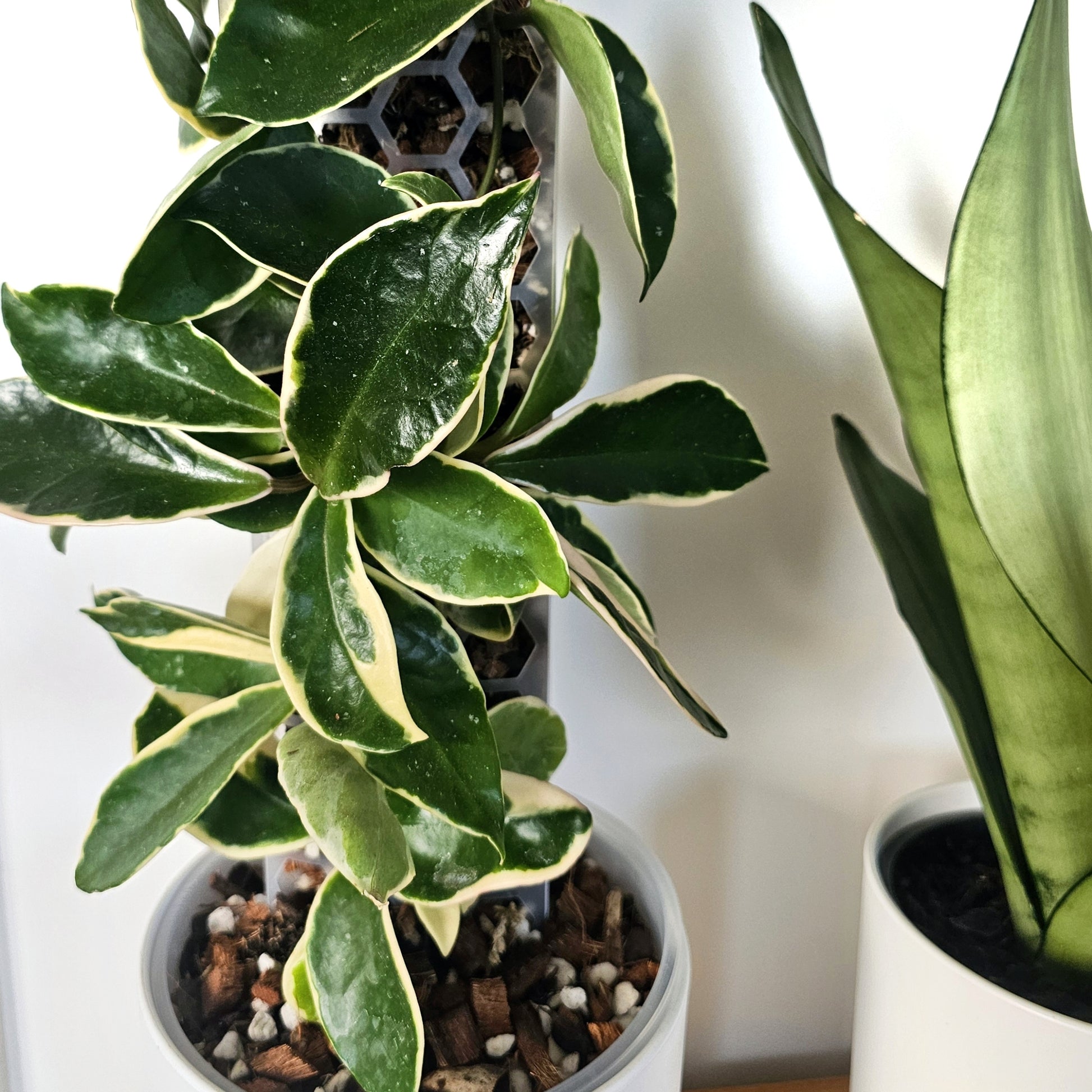 PlantThingy Media Pole_ (1).jpg