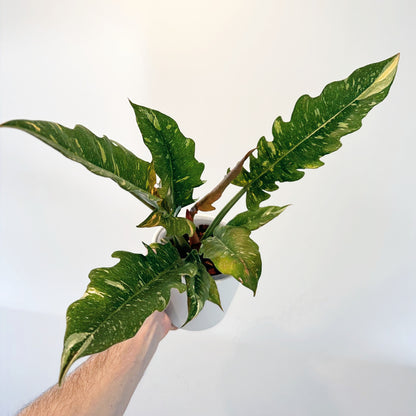 Philodendron Ring Fire 14cm (2)_edited.jpg