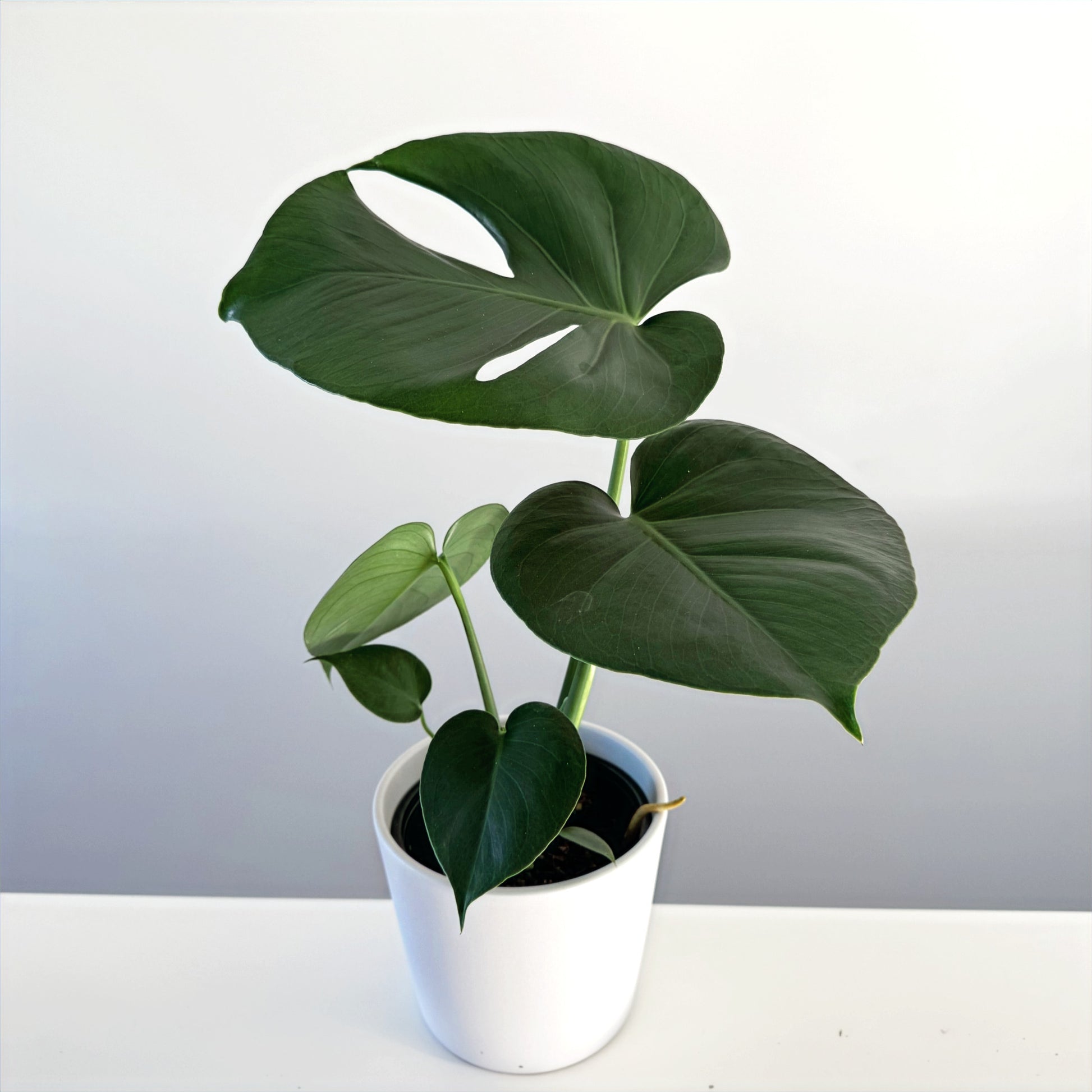 Monstera deliciosa 14cm (3)_edited.jpg