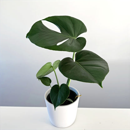 Monstera deliciosa 14cm (3)_edited.jpg