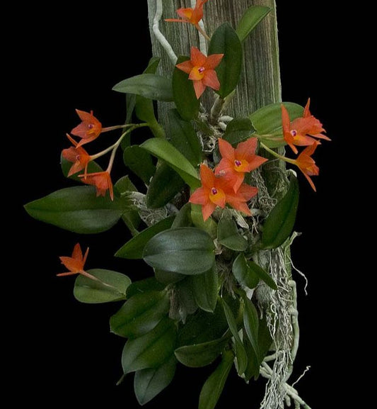 39d51e8d386b5566ed160f1e6a82e71_edited.jpg