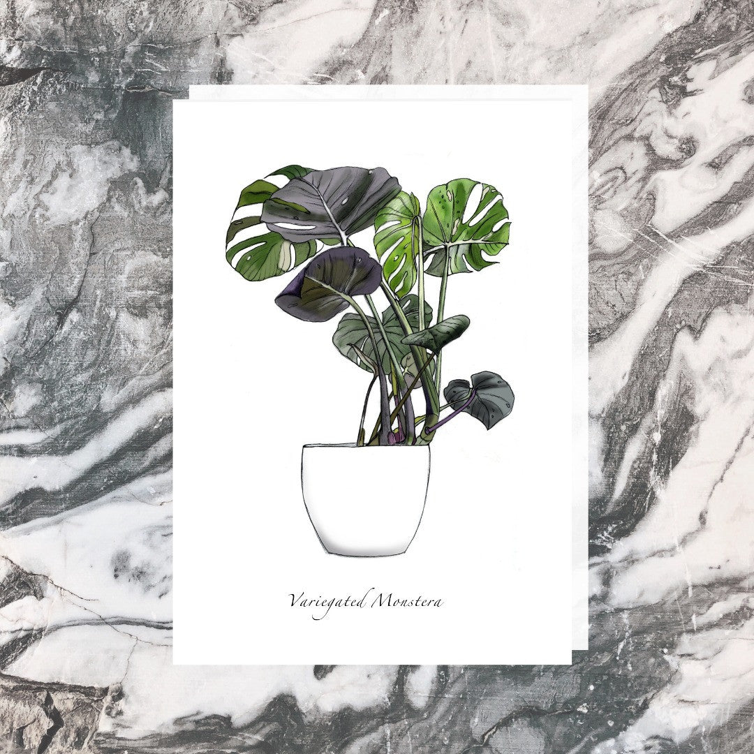Jade Ell Greeting Cards_Variegated Monstera_edited.jpg