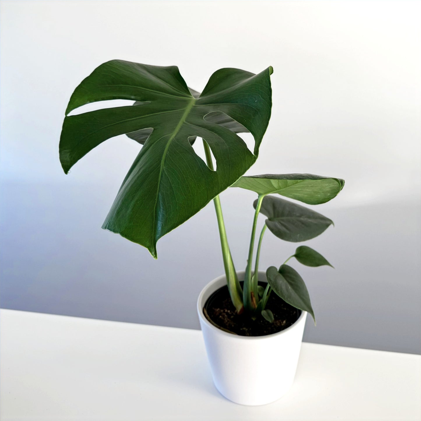 Monstera deliciosa 14cm (4)_edited.jpg