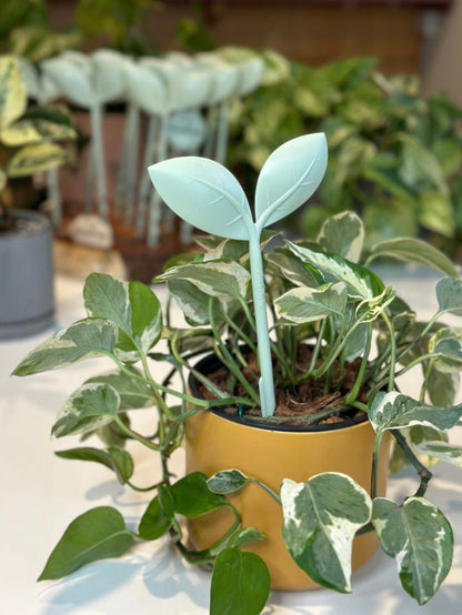 GrowProbe (4).jpg