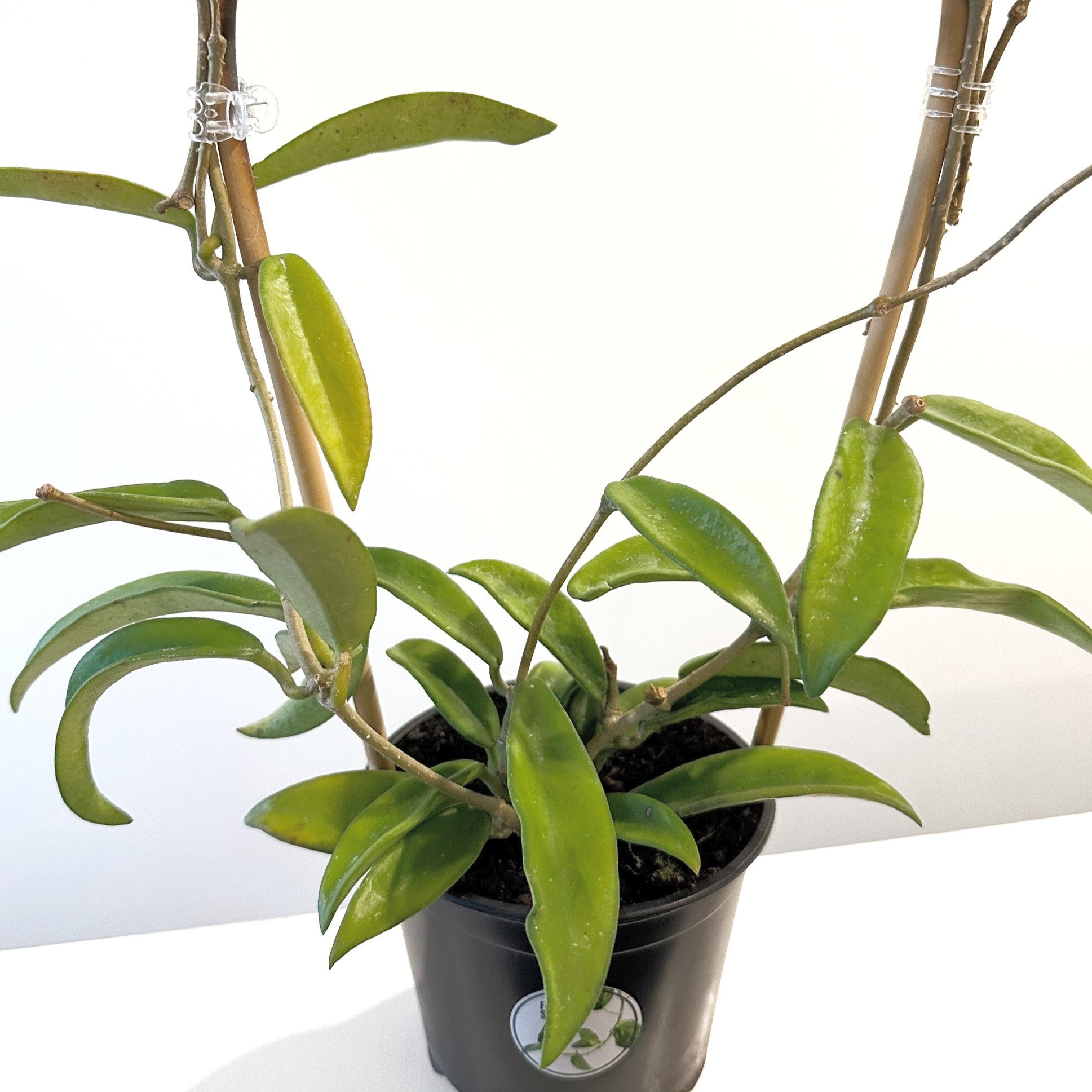 Hoya Minibelle 12cm (5)_edited.jpg