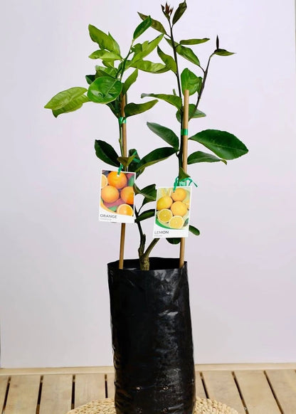 Fruit Salad Trees - Lemon & Orange.avif