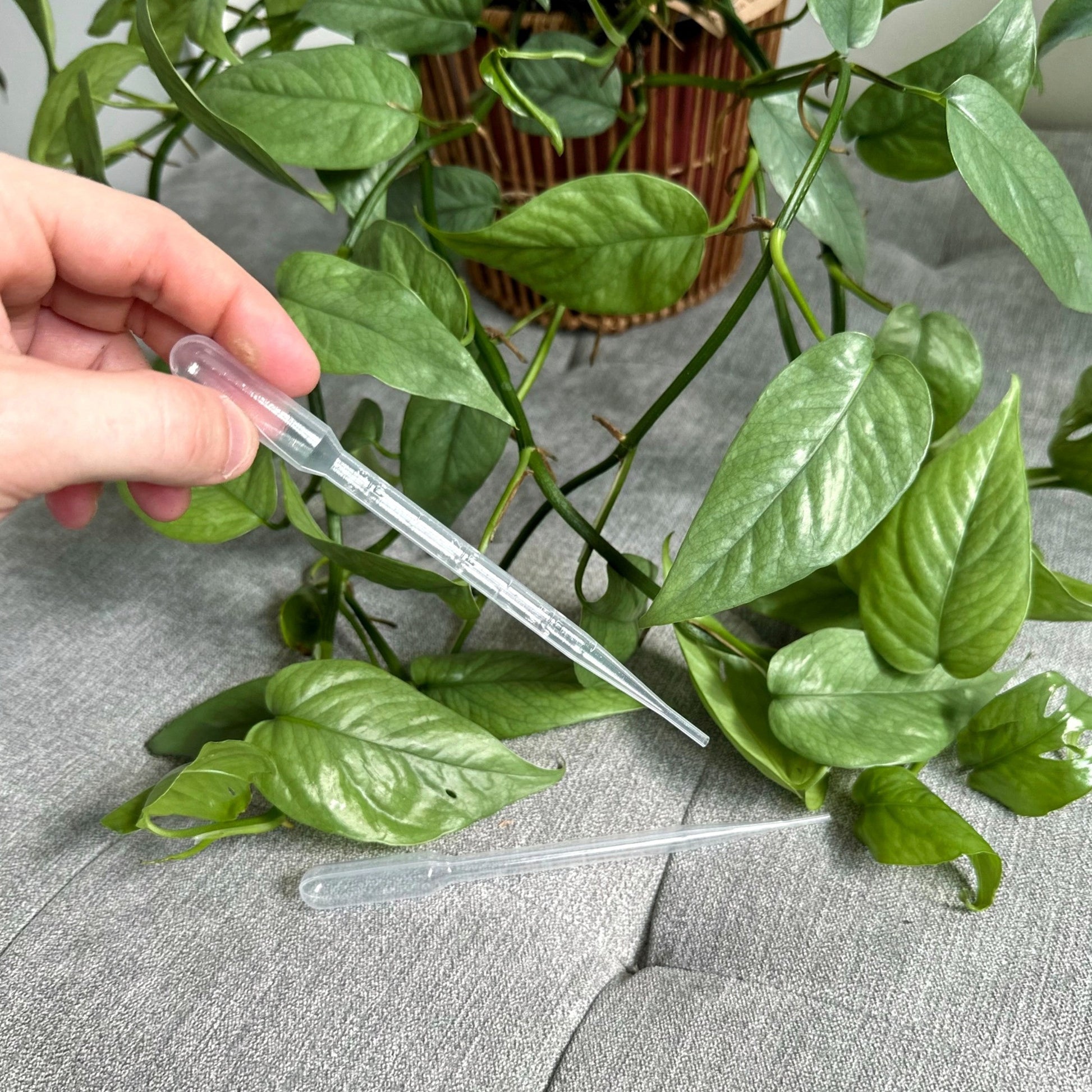 Pipette (6)_edited_edited.jpg