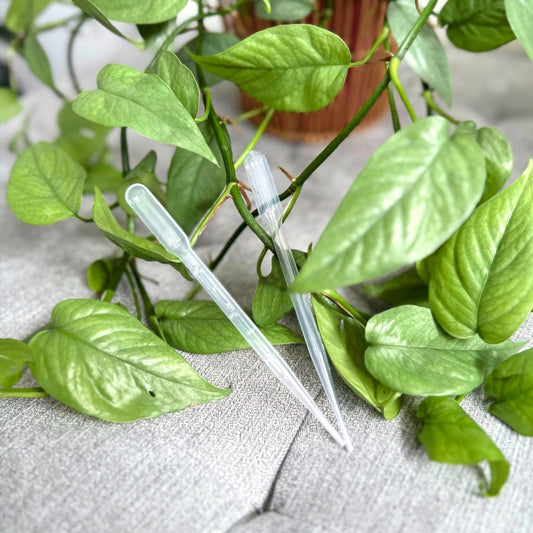 Pipette (2)_edited_edited.jpg