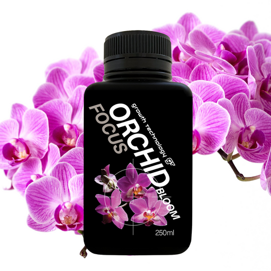 GT orchid Focus bloom 250_2023.png