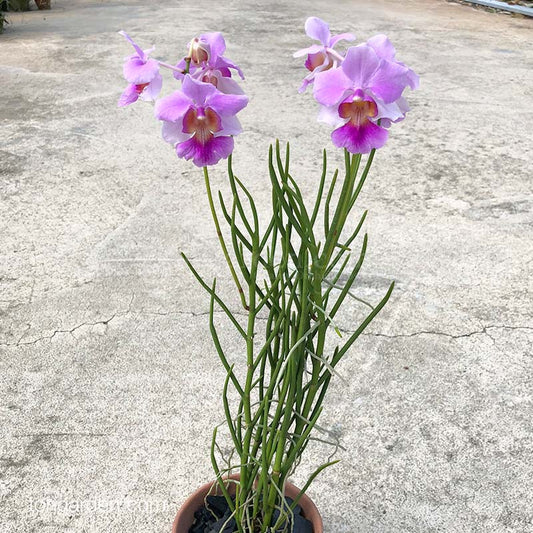 ?!label-Indicative photo