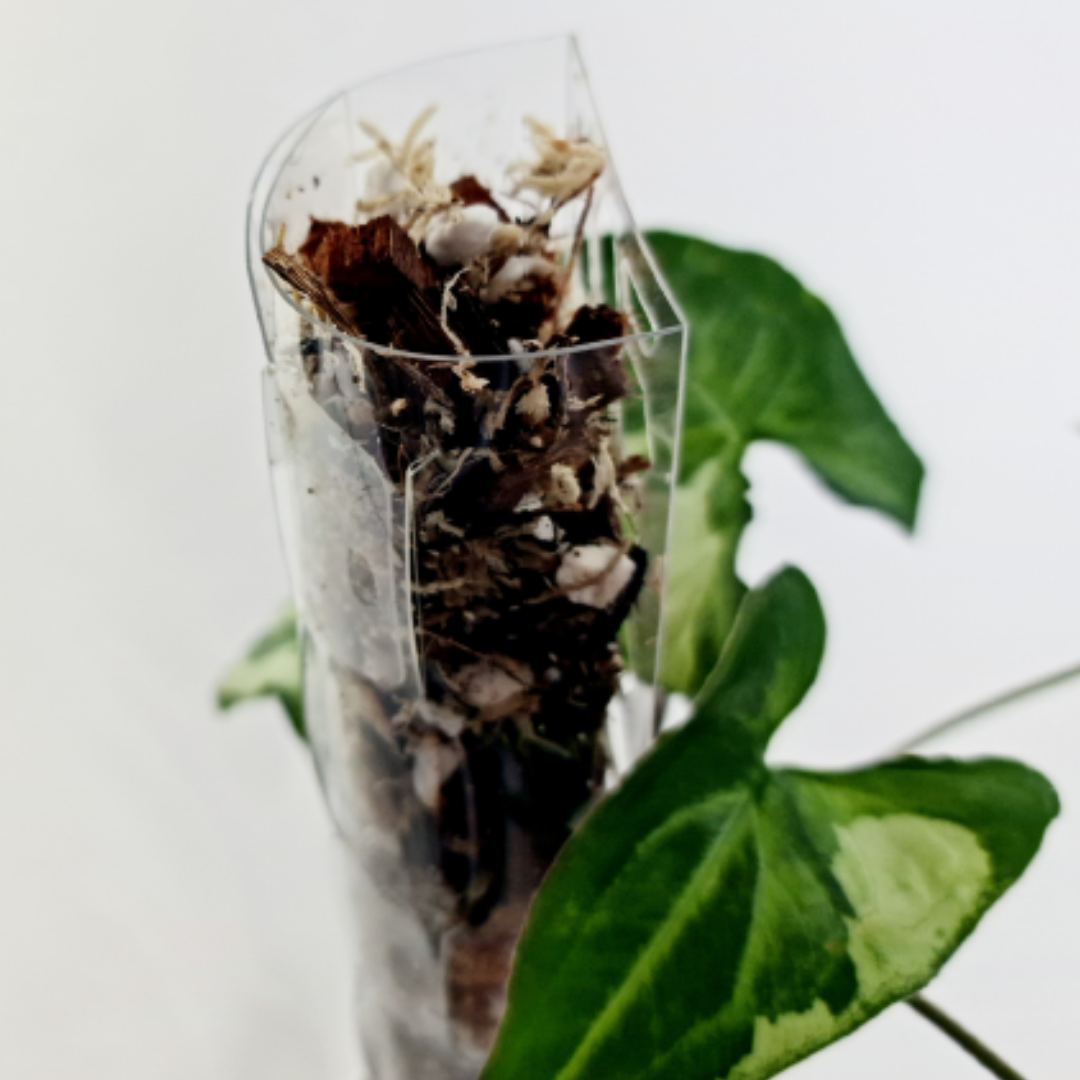 PlantThingy Media Poles  (2).png