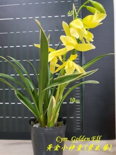 image-mikiorchid-2255.jpg