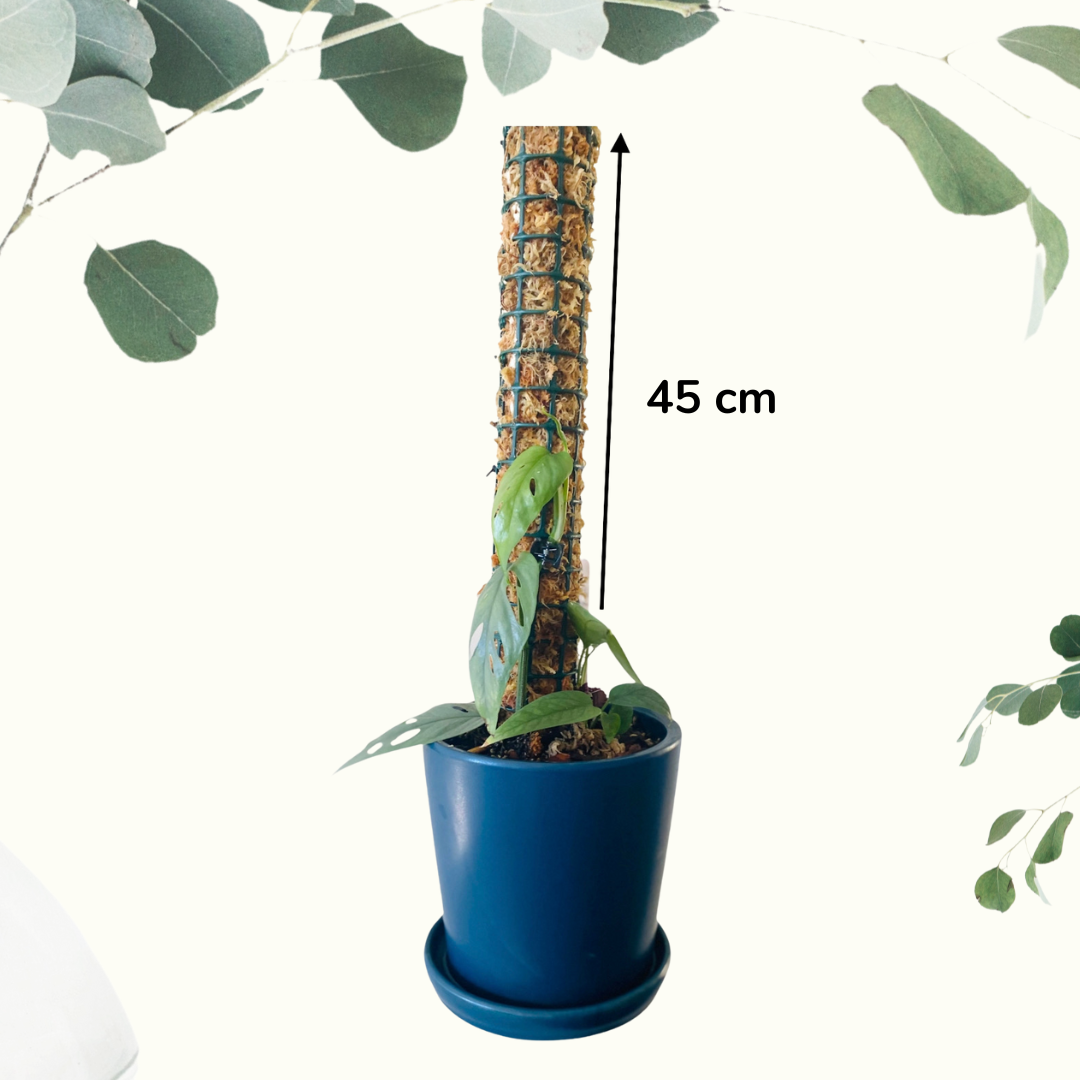 moss pole nz Handmade Plant Support Moss Pole – Jungle Story