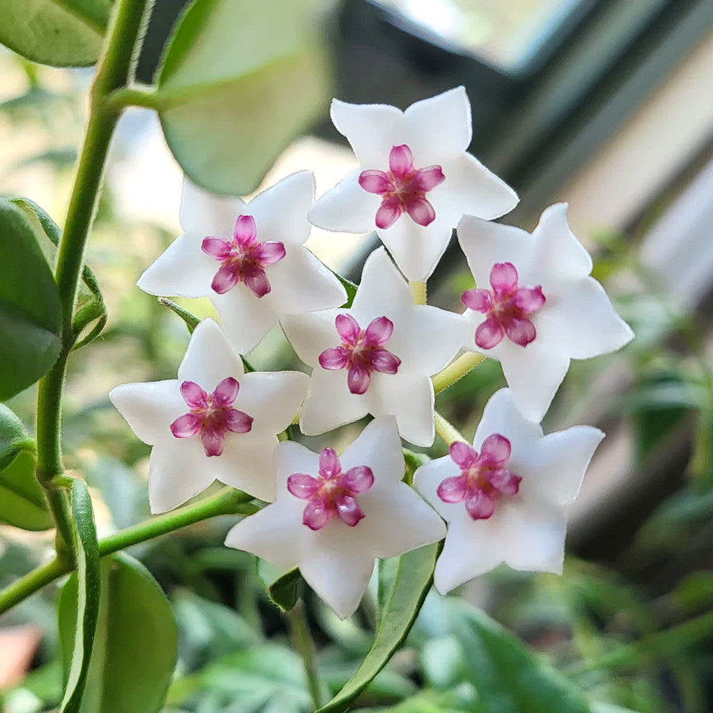 hoya-bella-flower1_1024x1024_2x_edited.jpg