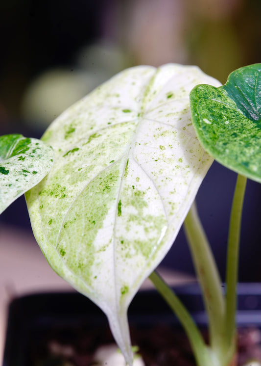 ?!label-Indicative photo