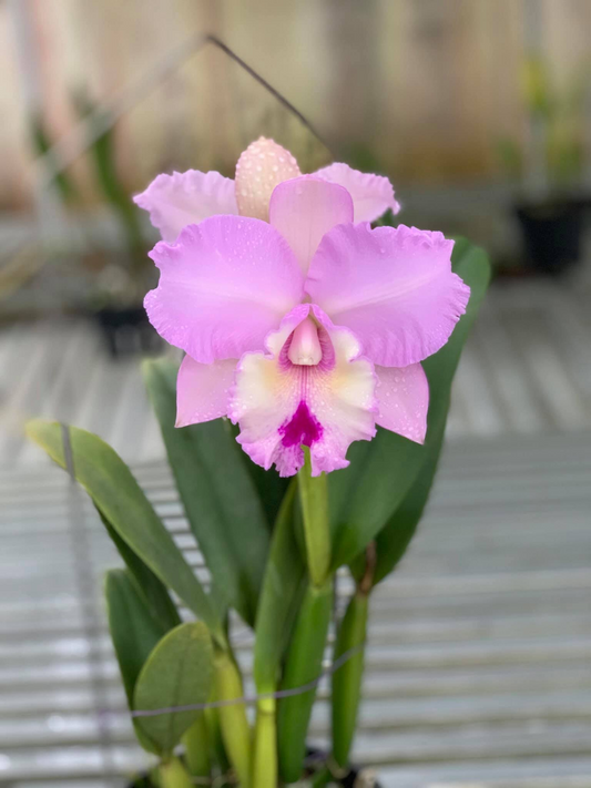 ?!label-Indicative photo