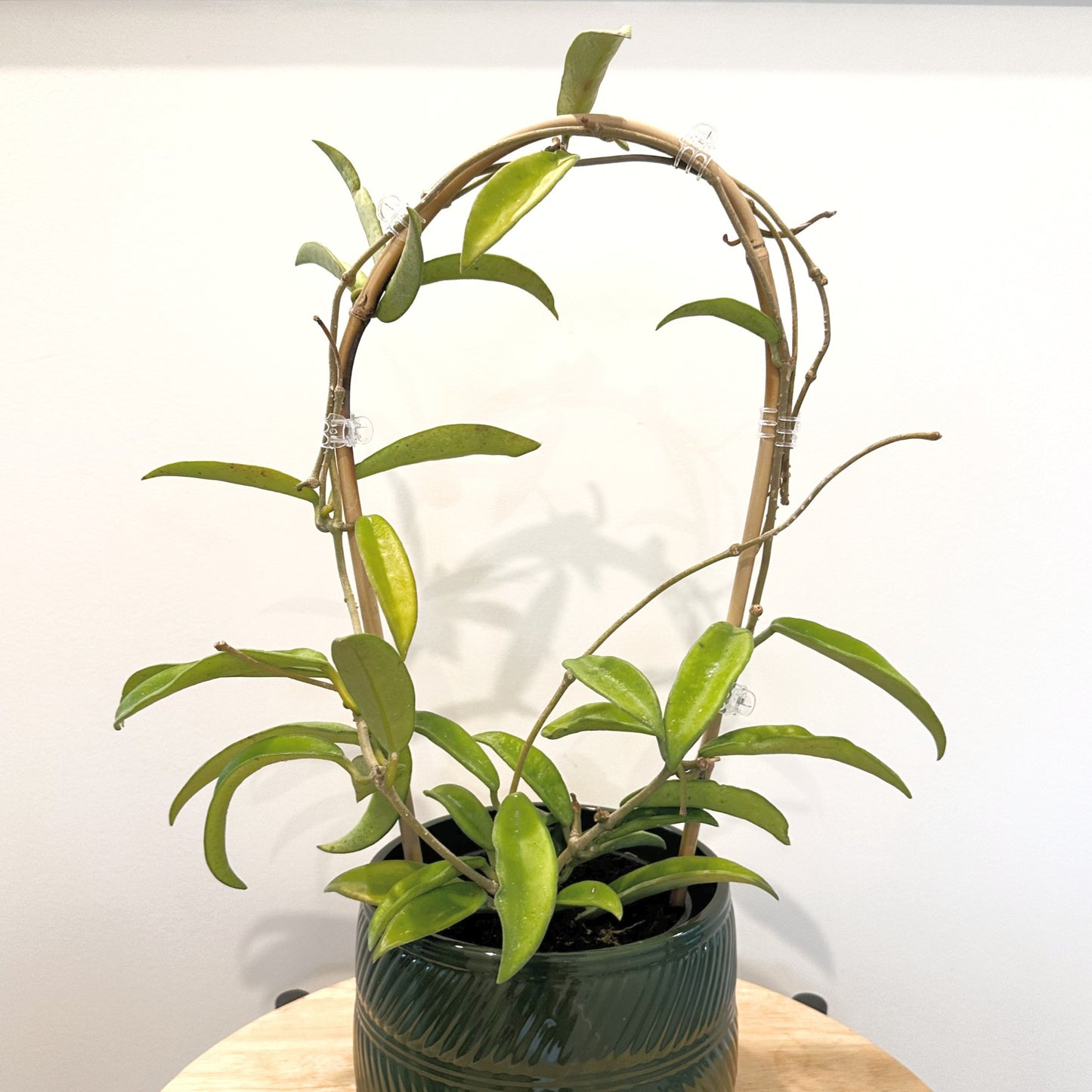 Hoya Minibelle 12cm (6)_edited.jpg