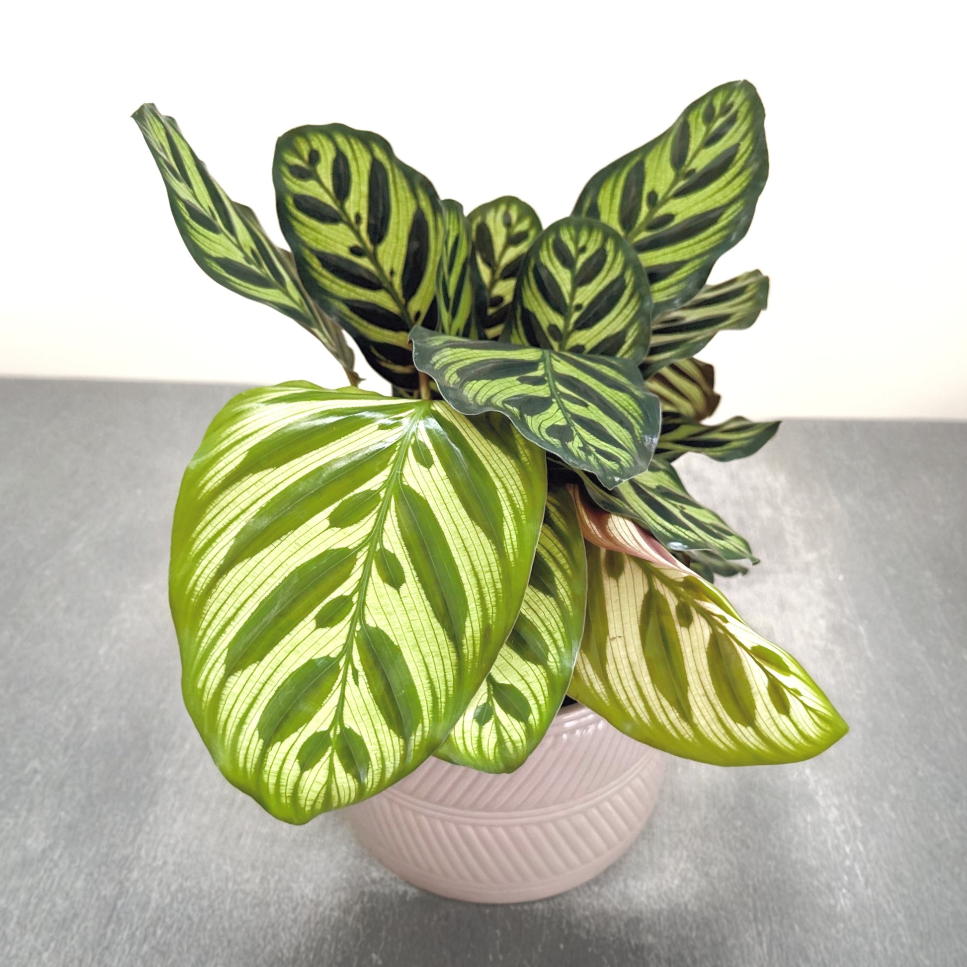 Calathea Makoyana 14cm (6)_edited_edited_edited.jpg