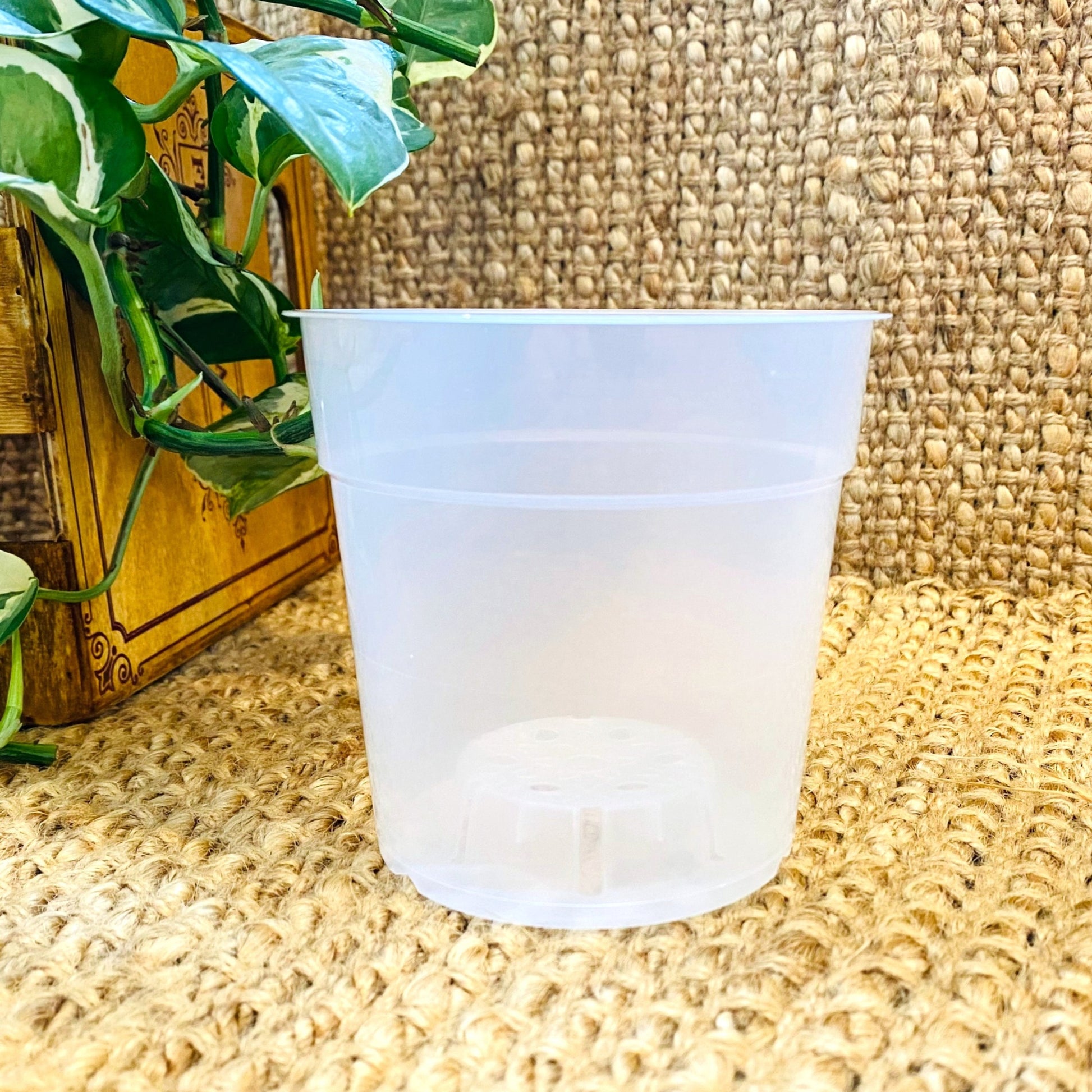 Clear pots12cm_1_edited_edited_edited.jpg