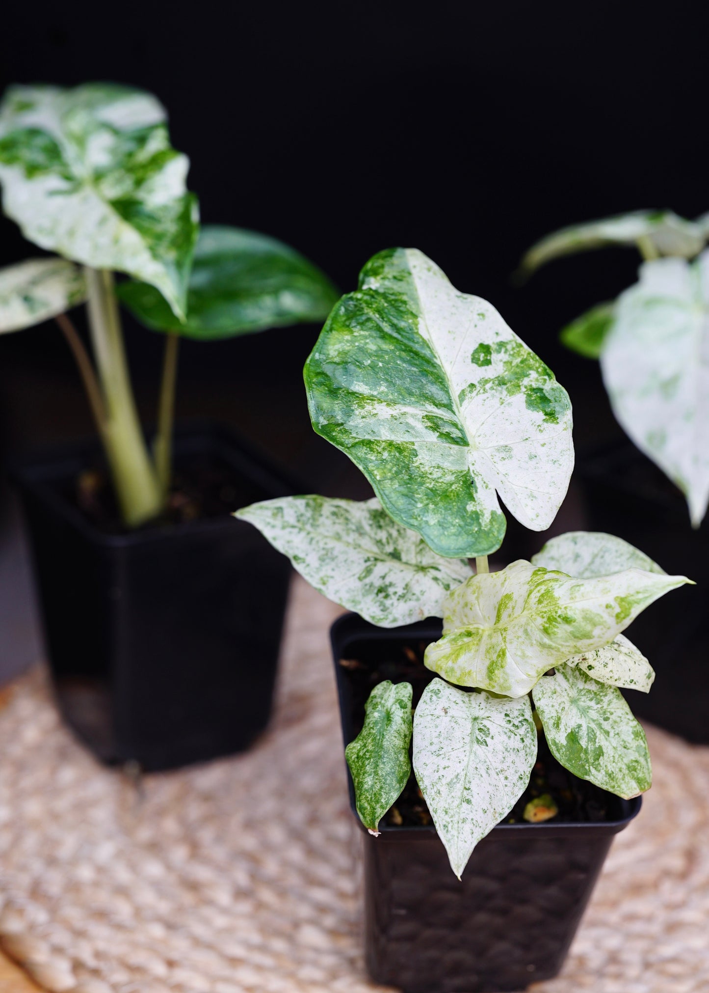 ?!label-Indicative photo