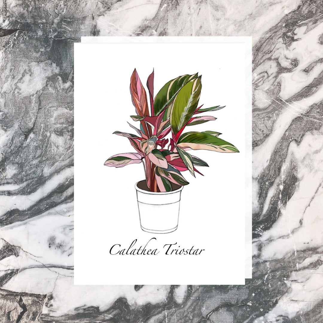 Jade Ell Greeting Cards_Stromante Triostar_edited.jpg