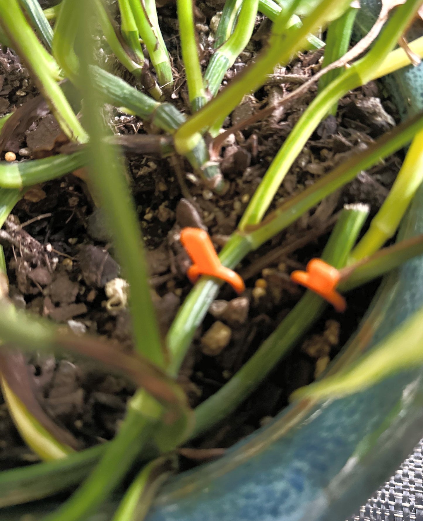 Soil pins 10 pack (3)_edited.jpg