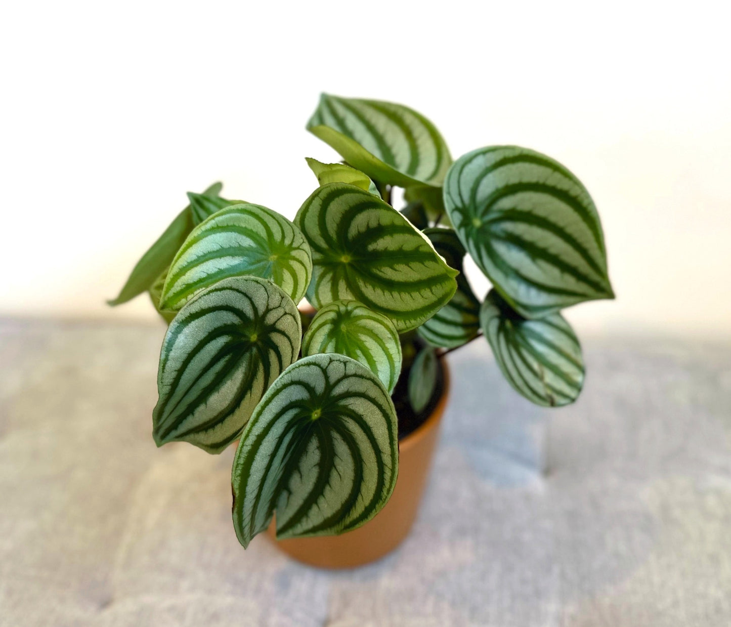 watermelon peperomia 14 (3)_edited.jpg