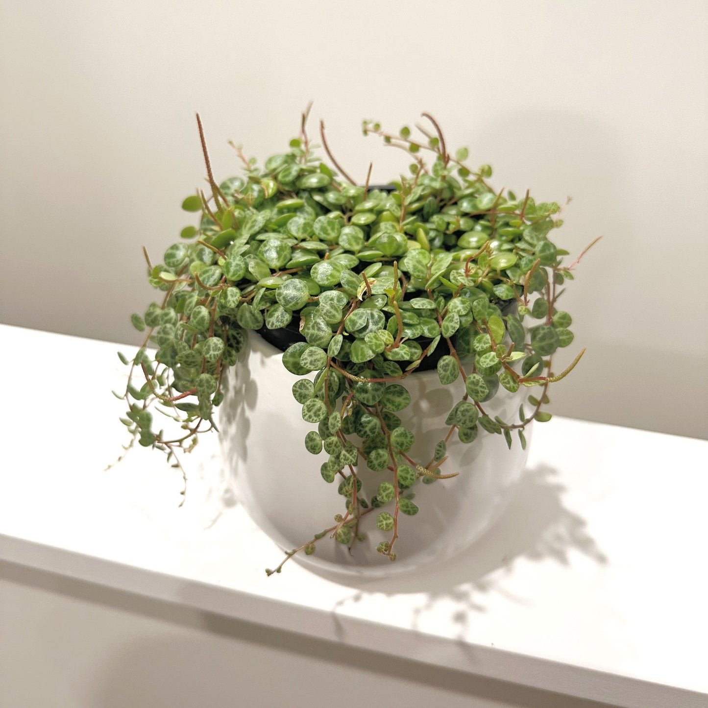 Peperomia String of Turtles 12cm (4)_edited.jpg