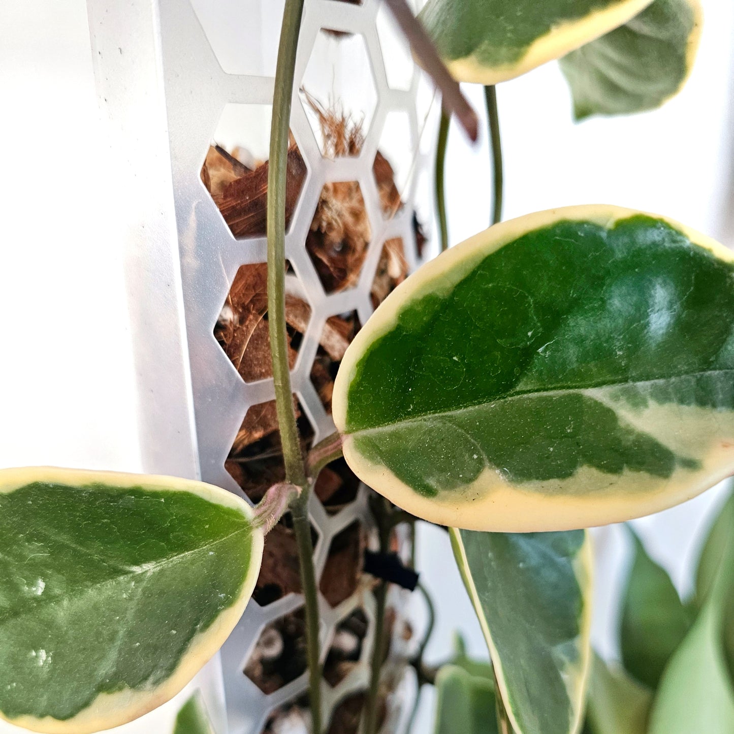PlantThingy Media Pole_ (2).jpg