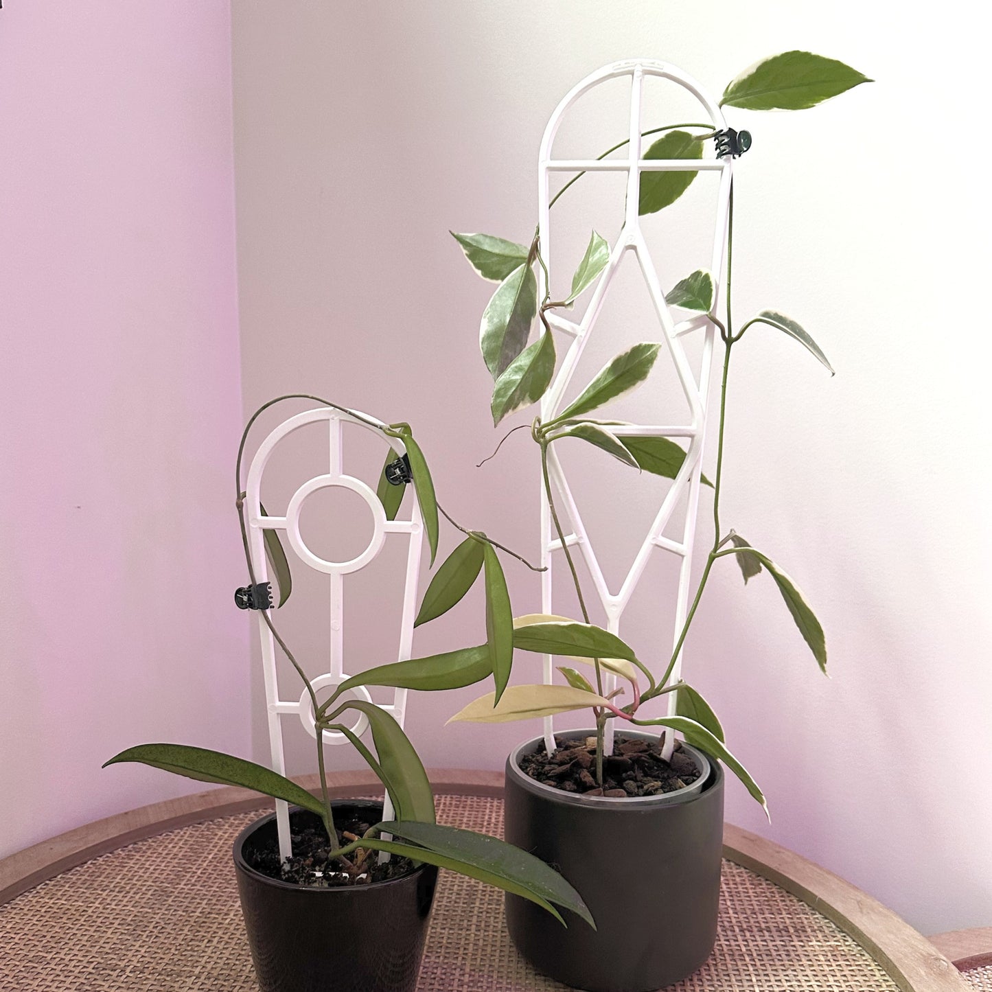 Plant Support trellis white 45 30 (11)_edited.jpg