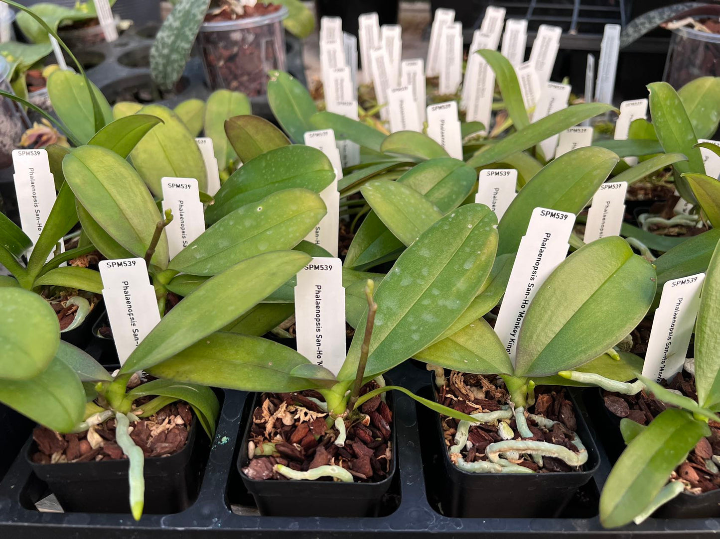 ?!label-Indicative photo