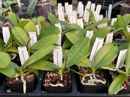 ?!label-Indicative photo