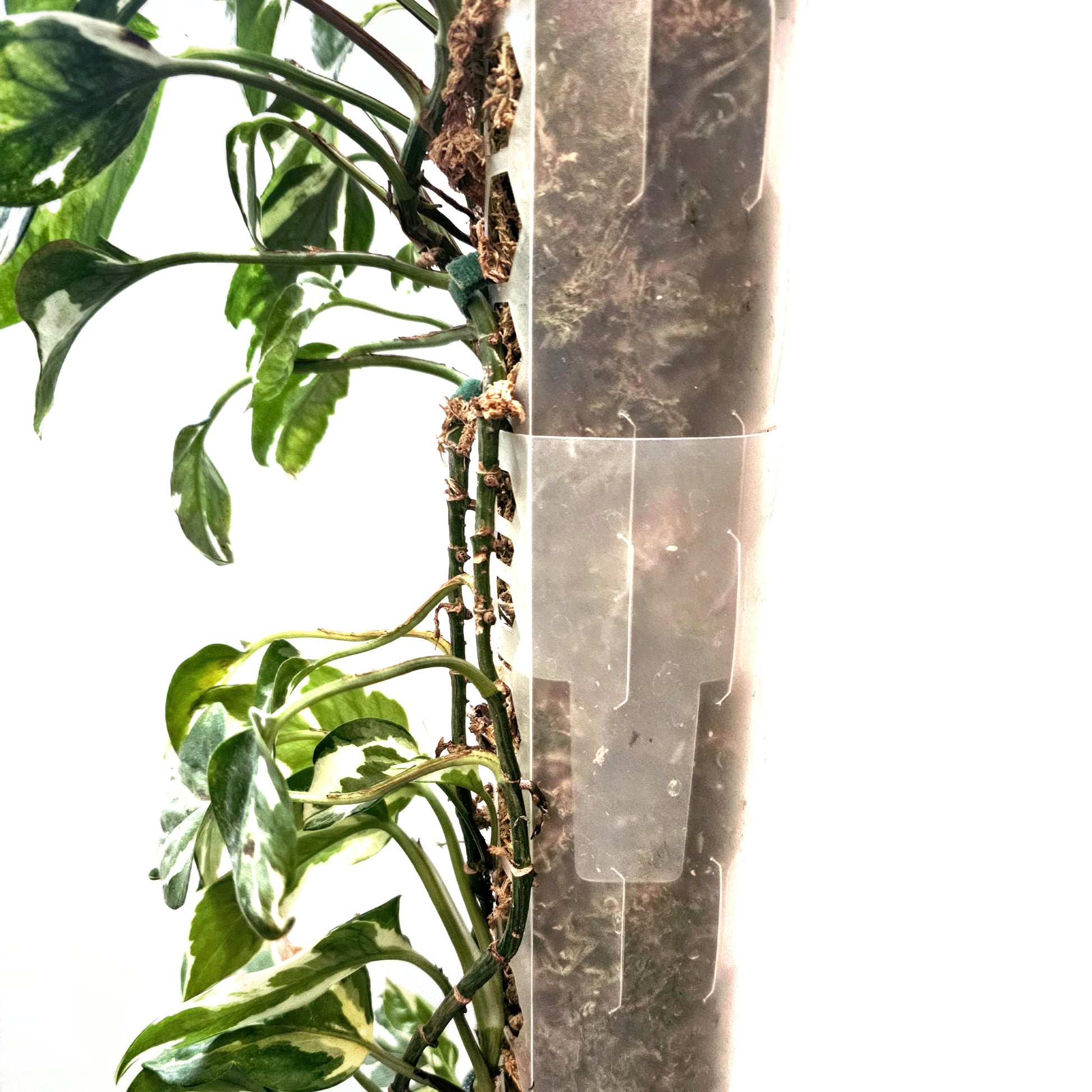 PlantThingy Media Pole_ (7).jpg