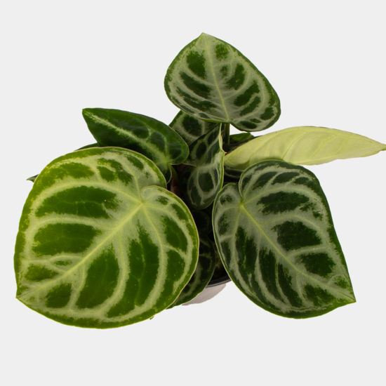 Anthurium Crystallinum TV.png
