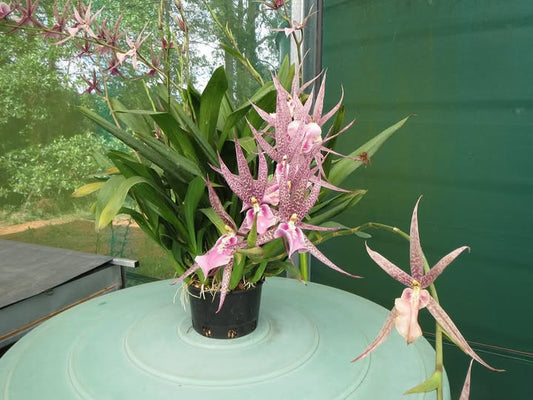 ?!label-Indicative photo