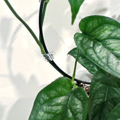 Clear Plant Clips (2)_edited.jpg