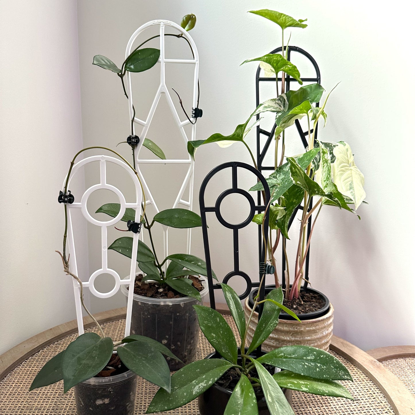 Plant support trellis WH BL 30 45 (4)_edited.jpg